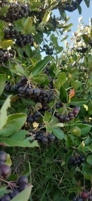 prodavam aronija sveza na golemo i malo aronia