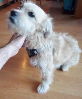 Shih Tzu Terrier (Shorkie)
